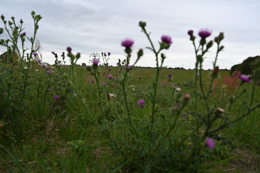 Rieslingschlaufe Flörsheimer Schweiz
