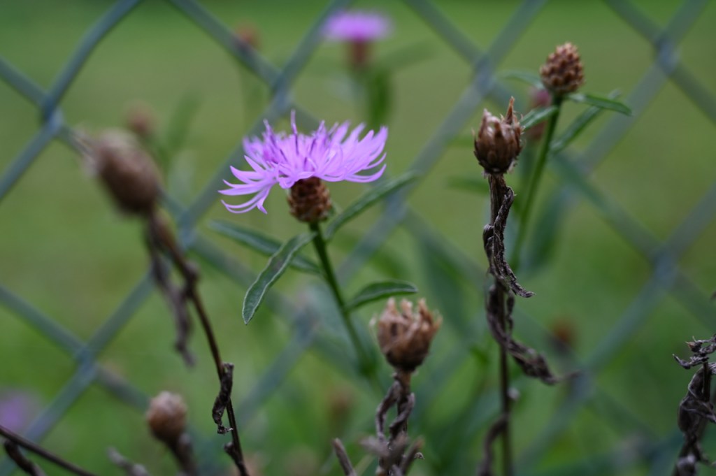 small signs of&nbsp;fall
