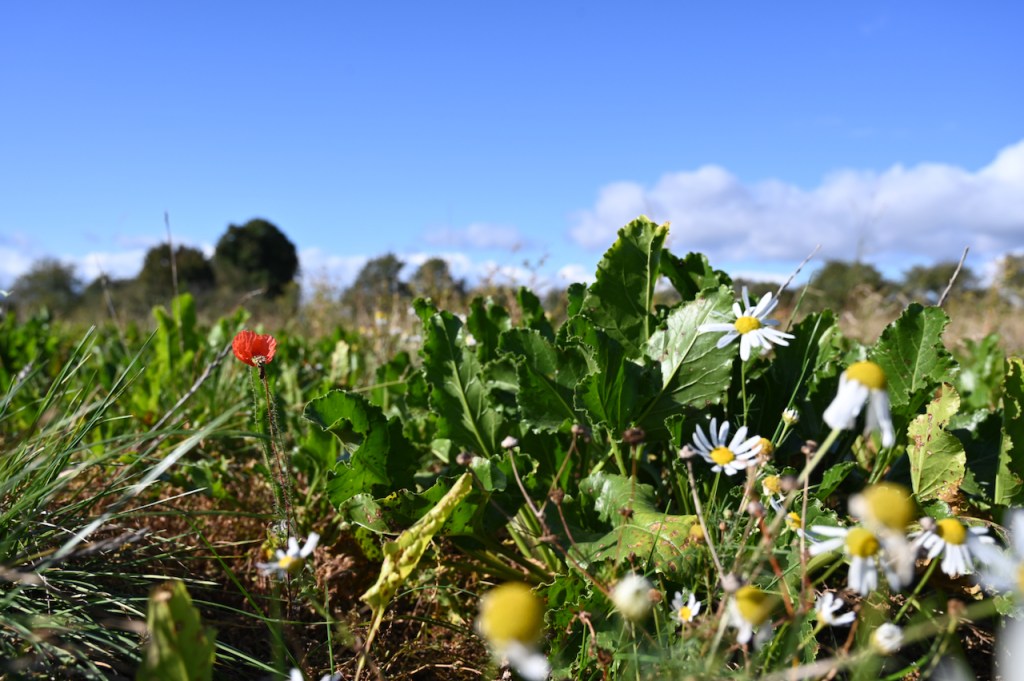 Fall Colors, End of Summer&nbsp;Flowers