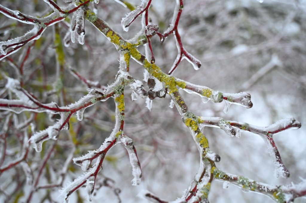 In ice they are captivated, chains and buds&nbsp;…
