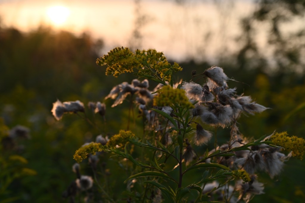 Setting Summer Sun in&nbsp;Flowers